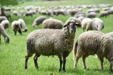 Sheep on green meadow. Country landscape. Farming.