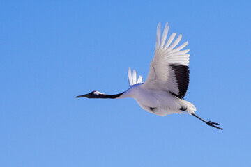Obraz premium 青空を舞うタンチョウ鶴-Red-crowned cranes in a blue sky-
