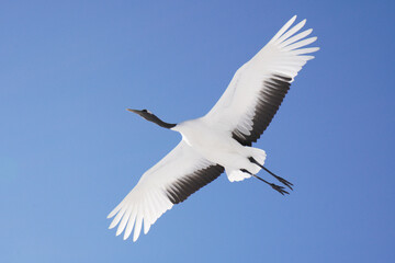 青空を舞うタンチョウ鶴-Red-crowned cranes in a blue sky-
