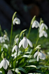 Obraz premium Snowdrop flowers, Galanthus nivalis, close-up. Beautiful white snowdrop flowers in the garden on a sunny spring day