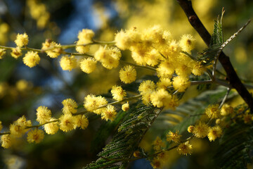 Yellow mimosa flowers close-up on a sunny spring day. Close up of Acacia tree with yellow flowers on blue sky background. Acacia dealbata, the silver wattle, blue wattle or mimosa.