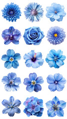 Obraz premium PNG blue flower design element set, transparent background