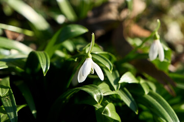 Snowdrop flowers, Galanthus nivalis, close-up. Beautiful white snowdrop flowers in the garden on a sunny spring day