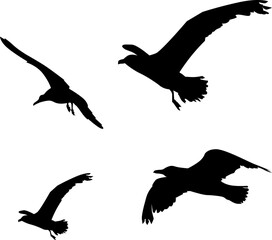 Silhouette of a sea gull in flight