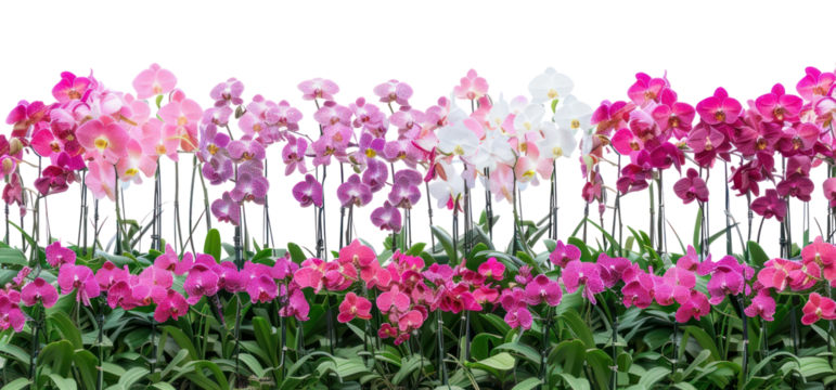 PNG Moth orchid flowers garden outdoors geranium.