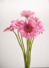 Close-up of Beautiful Pink Gerbera Daisies in Soft Natural Light.