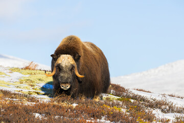 A Musk Ox in Dovrefjell National Park, Norway, surrounded by snow and vegetation, with its impressive horns.