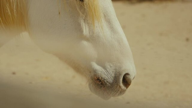 Beautiful white horse on a ranch or farm on a windy day. Albino horse on a pasture. Farm animal in captivity. Wild prairie horses on a finca or horse riding school