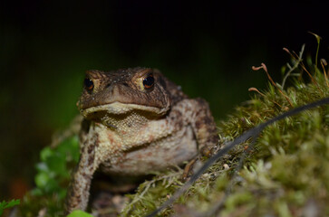 A green frog staring on a summer night.