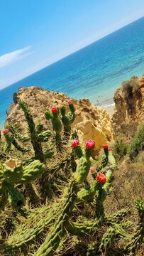 cactus pe mamul oceanului