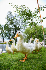 duck and ducklings