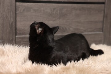 Cute black cat lying on rug. Adorable pet