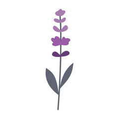 Lavender, flower, plant. Vector flat illustration, on a white background.