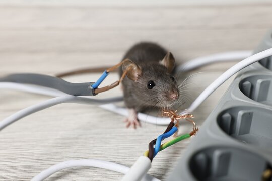 Rat near chewed electric wires on floor indoors. Pest control