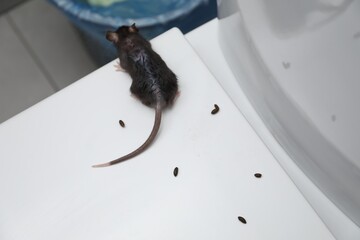 Rat and droppings on toilet bowl in bathroom, above view. Pest control
