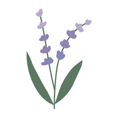 Lavender, flower, plant. Vector flat illustration, on a white background.