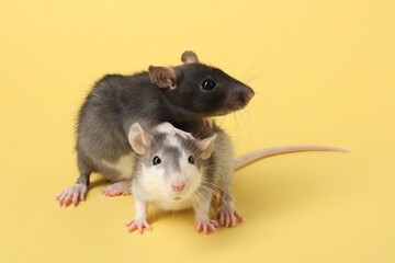 Cute rats on yellow background, closeup. Little pets