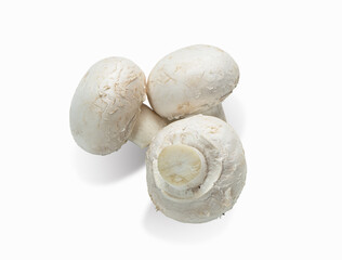 Fresh champignon mushrooms isolated on white background. 