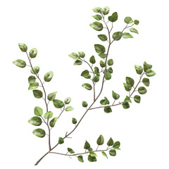 Obraz premium Green Branch Isolated on Black Background