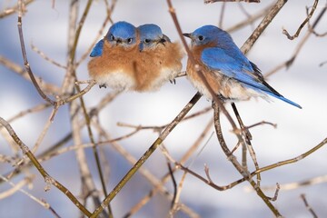 Blue bird family in the winter snow
