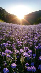 Obraz premium Serene Field of Purple Flowers Bathed in Golden Sunlight at Sunrise in a Peaceful Landscape