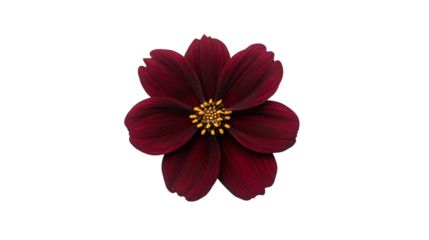 Cosmos Atrosanguineus (Chocolate Cosmos) with Deep Maroon Petals and Golden-Yellow Center