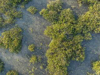 Aerial view of vibrant mangrove forest. Healthy ecosystem thrives in shallow, watery environment. Protecting coastal areas. TAHUNA TOREA, GLENDOWIE, AUCKLAND, NZ