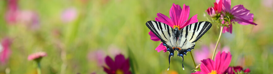 Schmetterling 1192 © K.-U. Häßler