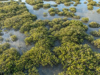 Dense mangrove forest thrives in shallow, tranquil waters. Nature's beauty, coastal ecosystem. TAHUNA TOREA, GLENDOWIE, AUCKLAND, NZ