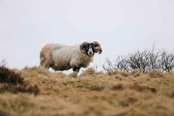 Fototapeta premium Scenic viewpoint with a sheep grazing in the rolling hills of Scotland
