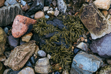 Exploring rocky shores of Scotland with seaweed among stones at low tide