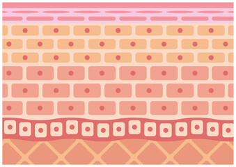 健康な肌図　平面