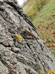 Small Lizard on a Tree Trunk