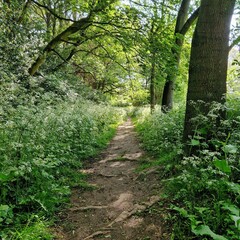 path in the woods