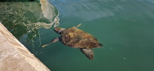  Sea turtle swimming in ocean