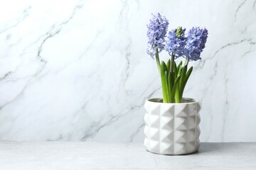 Beautiful hyacinth in a pot on the table