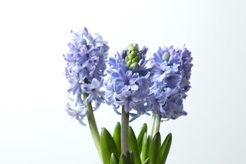 Beautiful hyacinth on a white background