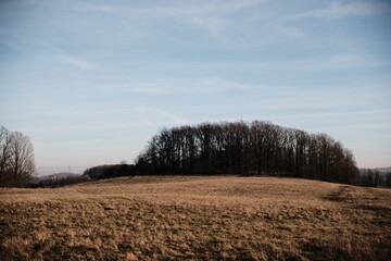 pole i las © Patryk