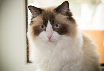 Portrait of a cute domestic cat, Ragdoll breed