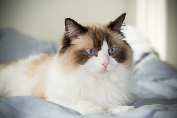 big fluffy cat lying on bed, ragdoll breed