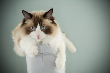cat sits comfortably on the back of a chair, Ragdoll breed