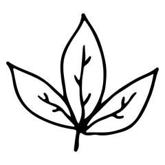 Black outline leaves. Botanical hand-drawn illustration