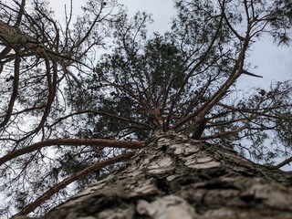 A tall pine tree photographed from below. The rough texture of the pine bark is clearly visible, with the trunk stretching high into the sky