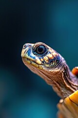 Fototapeta premium Hyper-realistic fantasy creature portrait of a turtle in vibrant colors
