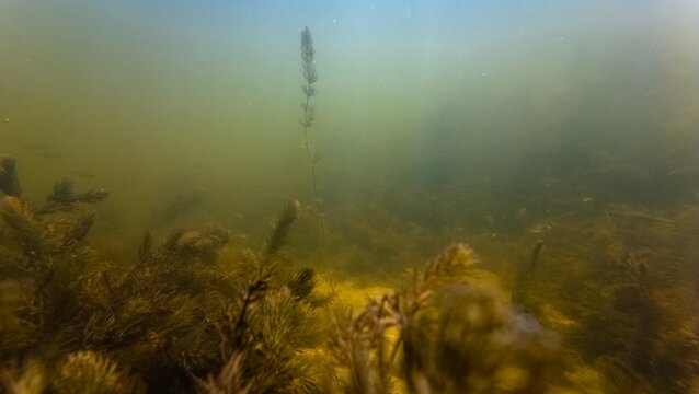 hornwort aquatic plant vegetation, fish fry at bottom, silt sediment substrate, algae bloom, low visibility murky muddy water, ecology threat, high noise, shallow dof, shallow river Buher in Lityn