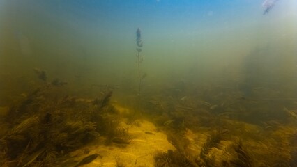 sunbleak shoal camouflage color, silt sediment substrate, algae bloom, hornwort backlight aquascape, low visibility murky muddy water, ecology threat, surface reflection, shallow river Buher in Lityn