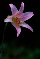 日本のササユリ