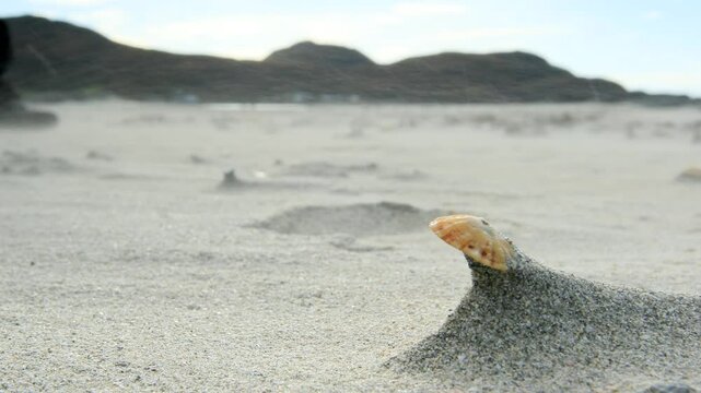 sand blowing in wind with shell in foreground, Sanna Bay, Ardnamurchan, Scotland