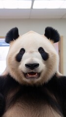 Obraz premium A close-up of a smiling giant panda, showcasing its distinctive black and white fur patterns.