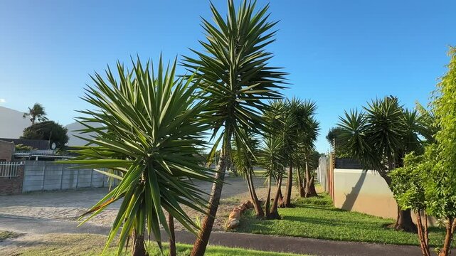 Exotic spineless Yukka plant on the streets of the suburbs of Cape Town.